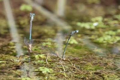 Agrion à larges pattes