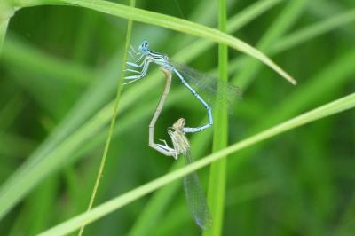 Agrion à larges pattes