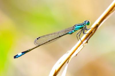 Agrion élégant