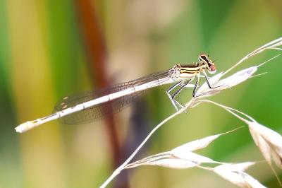 Agrion à larges pattes