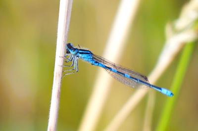 Agrion mignon 