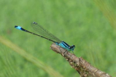 Agrion élégant