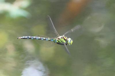 Aeschne bleue 