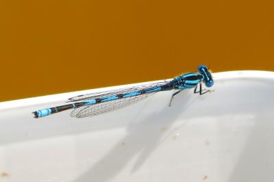 Agrion de Vander Linden