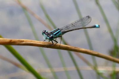 Agrion élégant