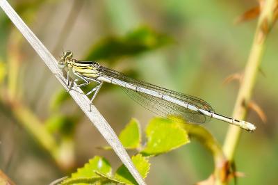 Agrion à larges pattes