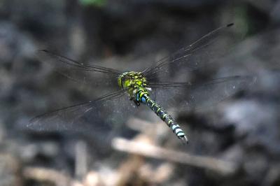 Aeschne bleue 