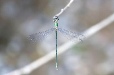 Leste vert