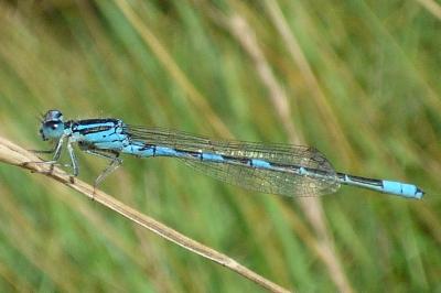 Agrion mignon 