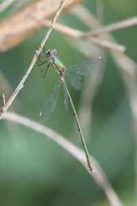 Leste vert