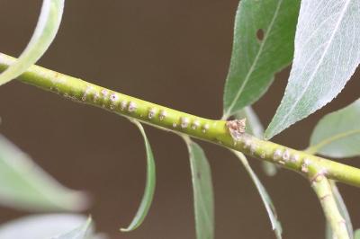 Leste vert