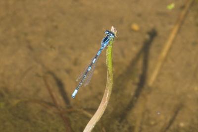 Agrion mignon 