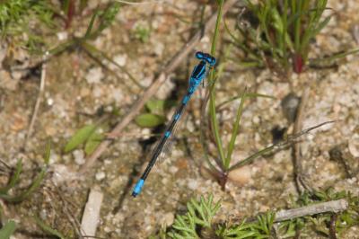 Agrion mignon 