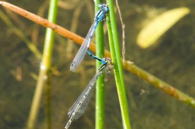 Agrion porte-coupe