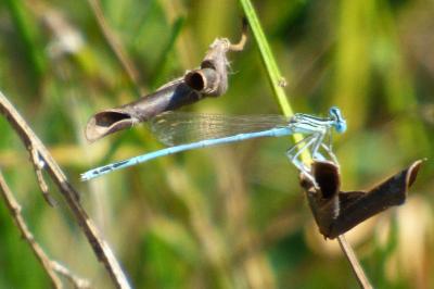 Agrion à larges pattes
