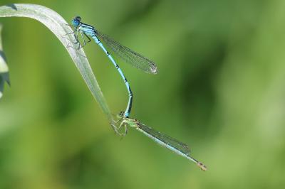 Agrion de Vander Linden