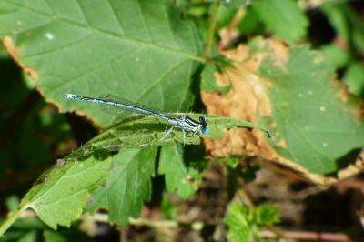 Agrion à larges pattes