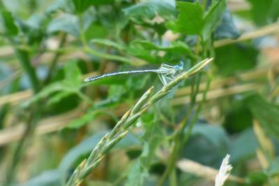 Agrion à larges pattes