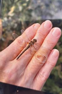 <i>Sympetrum</i>