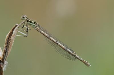 Agrion à larges pattes