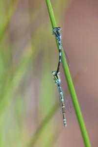 Agrion mignon 