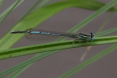 Agrion à larges pattes