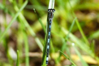 Agrion de Mercure