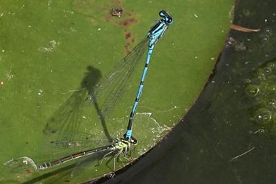 Agrion jouvencelle