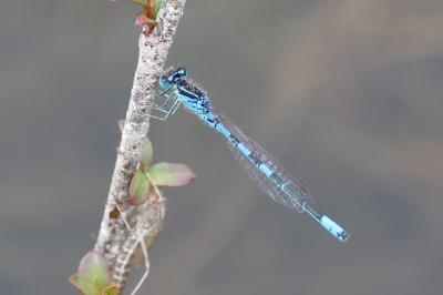 Agrion mignon 