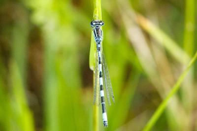 Agrion de Mercure