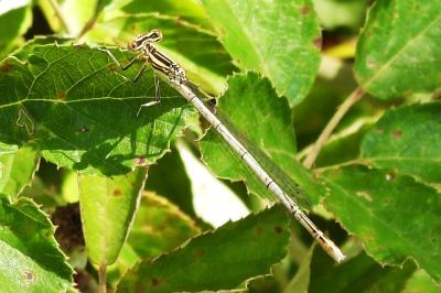 Agrion à larges pattes