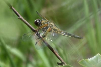 Libellule quadrimaculée 