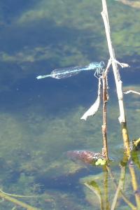 Agrion de Vander Linden