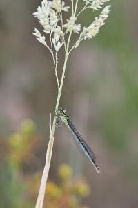 Agrion de Vander Linden