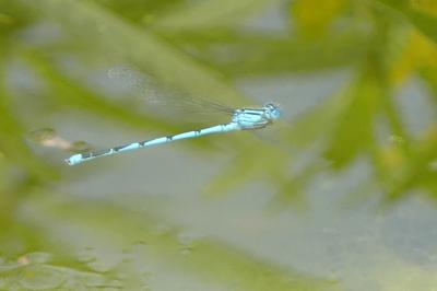 Agrion de Vander Linden