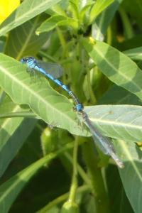 Agrion de Vander Linden