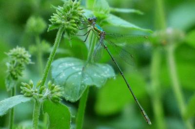 Leste vert