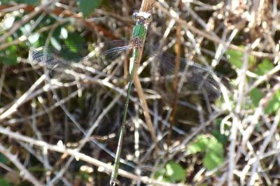 Leste vert