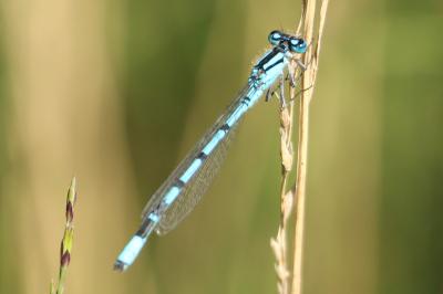 Agrion porte-coupe