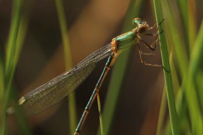 Leste vert