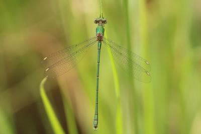 Leste vert
