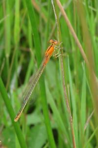 Agrion nain 
