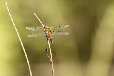 Libellule quadrimaculée 