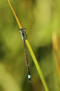 Agrion élégant