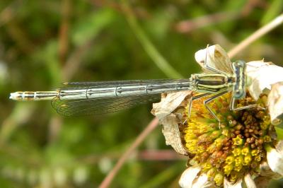 Agrion à larges pattes