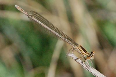 <i>Platycnemis</i>