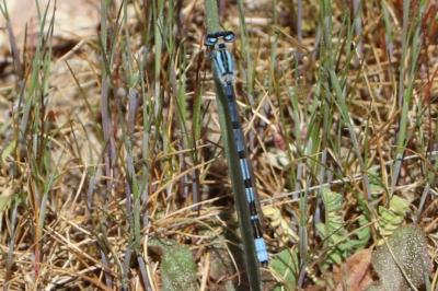 Agrion porte-coupe