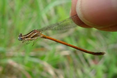 Agrion orangé