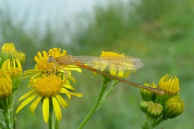 Agrion nain 