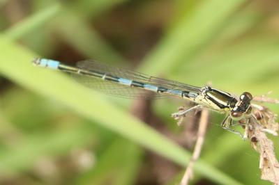 Agrion mignon 